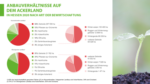 Anbauverhältnisse auf dem Ackerland 2020 Grafik: Anbauverhältnisse auf dem Ackerland 2020